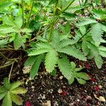 Potentilla thurberi Leaf