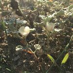 Malvella leprosa Habit