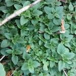 Mentha arvensis 葉