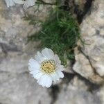 Achillea barrelieri फूल