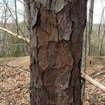 Pinus echinata Corteza