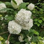 Viburnum macrocephalumBlomma