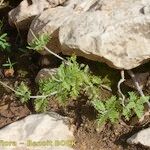 Lavandula maroccana Hábitos