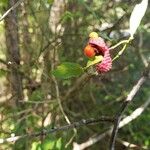 Euonymus americanusFrukt