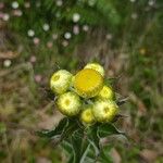 Helichrysum foetidum Blomst