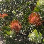 Leucospermum cordifolium Habitus