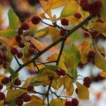 Crataegus persimilis Плод