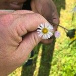 Erigeron pulchellus 花