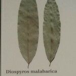 Diospyros malabarica Leaf