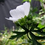 Malva moschata Egyéb