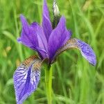 Iris sibiricaBlüte