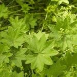 Alchemilla filicaulis ശീലം