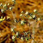 Euphorbia pubentissima