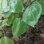 Catalpa bungei Blatt