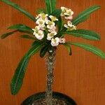 Euphorbia lophogona फूल