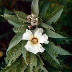 Ipomoea pauciflora Blüte