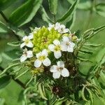 Rorippa nasturtium-aquaticum Fiore