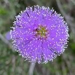 Melaleuca nesophila 花