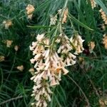 Freylinia lanceolata Flower