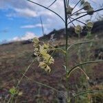 Gomphocarpus integer Flower