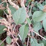 Amaranthus deflexus Feuille