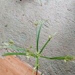 Cyperus laxus Yaprak