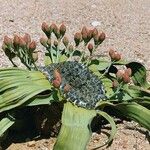 Welwitschia mirabilis葉