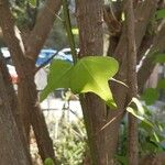 Erythrina herbacea Folio