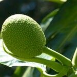 Artocarpus altilis Fruit