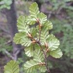 Nothofagus pumilio 叶