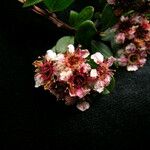 Spiraea arcuata Облик