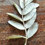 Sophora tomentosa Leaf