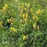 Astragalus asper Flower