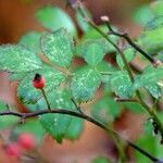 Rosa multiflora Хабит