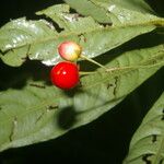 Hymenandra calycosa Плод