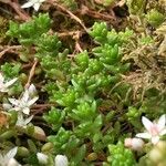 Sedum anglicum Fuelha