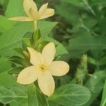 Barleria eranthemoides Flor