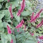 Persicaria orientalis Flower