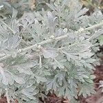 Artemisia absinthium Leaf