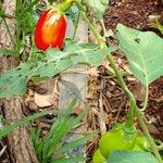 Solanum aethiopicum ഫലം