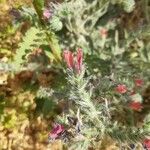 Echium angustifolium പുഷ്പം