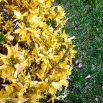 Forsythia suspensa Облик