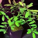 Erythroxylum coca পাতা