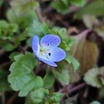 Veronica polita Flower