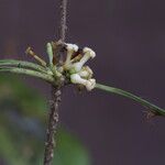 Pleiocarpa pycnantha Flower