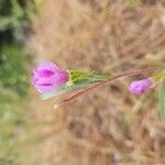 Clarkia purpurea Blomma