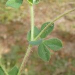 Lotus edulis Leaf