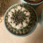 Mammillaria sempervivi Hoja