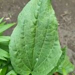 Plantago rugelii叶