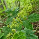 Aralia racemosa Flower